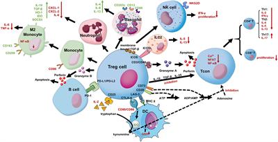 The Role of Regulatory T Cells in Epicutaneous Immunotherapy for Food Allergy